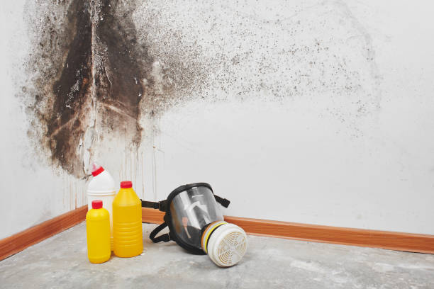 Best Crawl Space Mold Removal  in Navarre, FL
