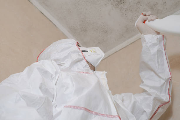 Best Commercial Mold Removal  in Navarre, FL
