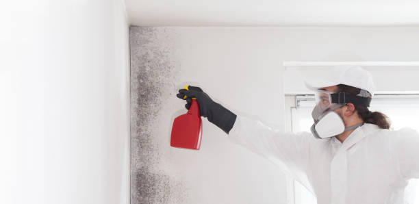 Best Residential Mold Removal  in Navarre, FL