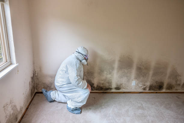 Best Attic Mold Removal  in Navarre, FL